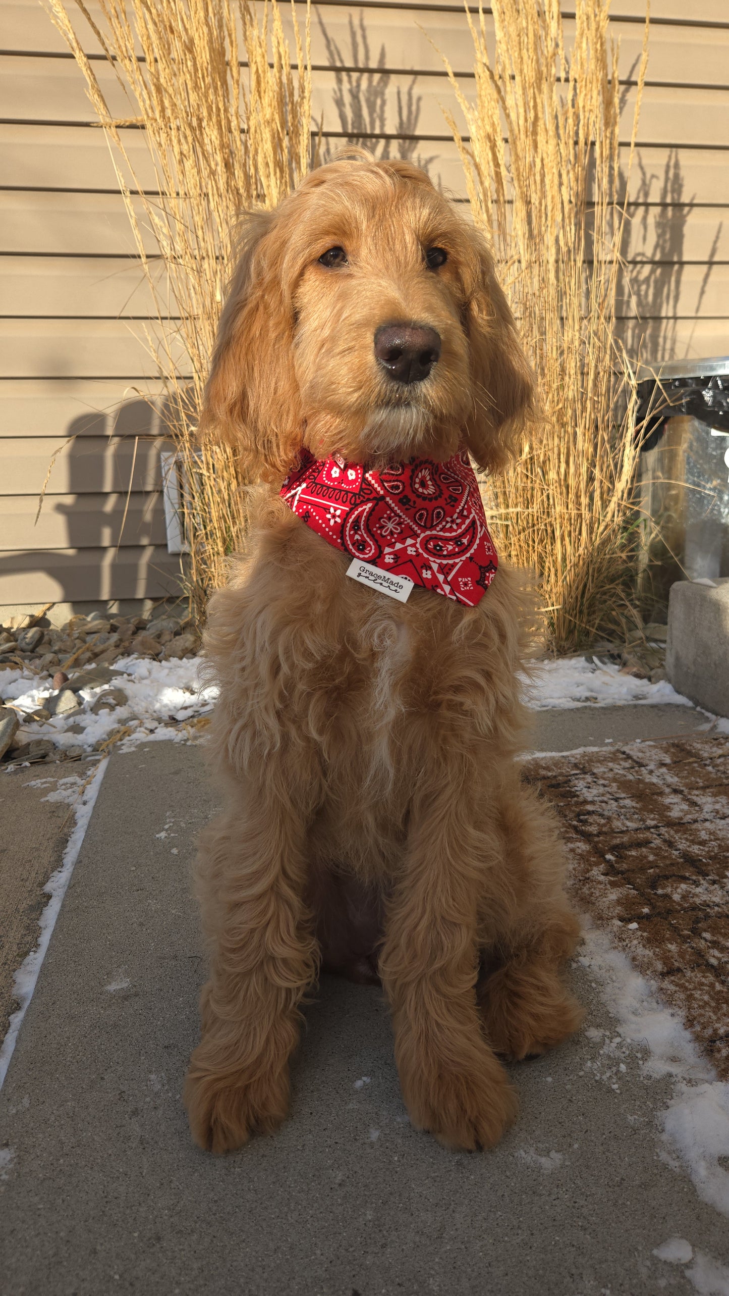 Red Paisley Bandana